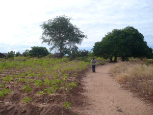 Practicing transects